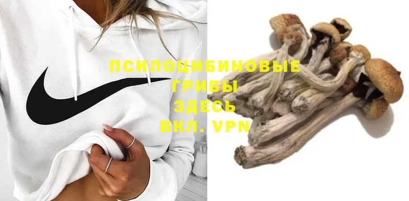 Галлюциногенные грибы Psilocybine cubensis  закладки  Высоковск 